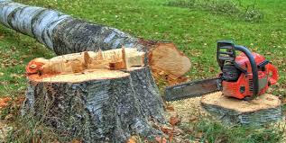 How Our Tree Care Process Works  in  Colonial Park, PA