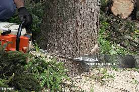 Reliable Colonial Park, PA Tree Care Solutions