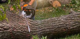 Best Palm Tree Trimming  in Colonial Rk, PA