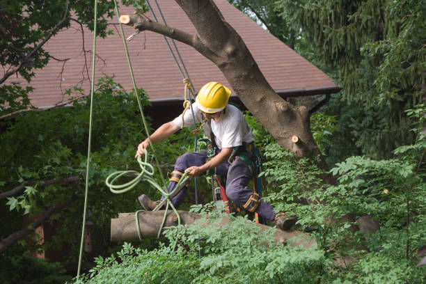 Best Tree Disease Treatment  in Colonial Rk, PA