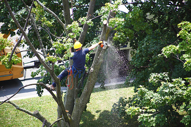 Best Tree Health Inspection  in Colonial Rk, PA