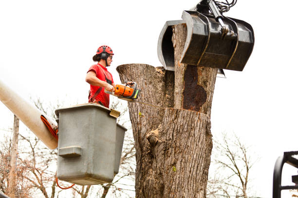 Best Tree Preservation Services  in Colonial Rk, PA