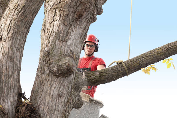 Best Firewood Processing and Delivery  in Colonial Rk, PA